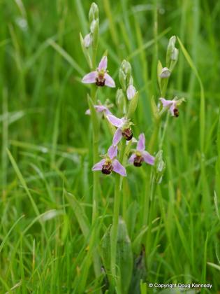 Bee Orchids in Cuddington Article Photo - Bee orchid plant at Cuddington, June 2014