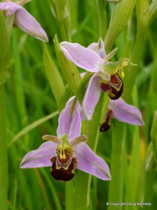 Bee Orchids in Cuddington Article Photo - Bee orchid flowers at Cuddington, June 2014