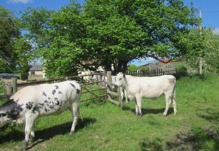 Public Footpath Route to Donkey Meadow Article Photo - Photo 1