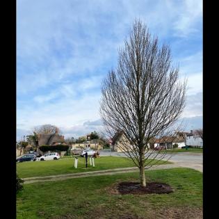 Two New Trees for Cuddington Article Photo - 