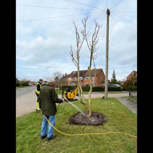 Two New Trees for Cuddington Article Photo - 