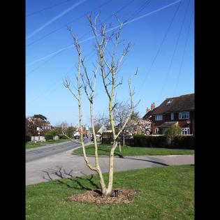 Two New Trees for Cuddington Article Photo - 