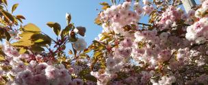 Banner Photo - Spurt Street -  1711712139Spring-4.jpg.jpg