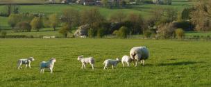 Banner Photo - Looking north towards Mainshill Farm from below Ridgebarn Farm -  1711712139Spring-7.jpg.jpg
