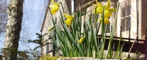 Banner Photo - Daffodils at Tyringham Hall -  1711712140Spring-13.jpg.jpg