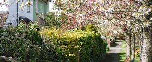 Banner Photo - May blossom in Aylesbury Road -  1711712140Spring-16.jpg.jpg