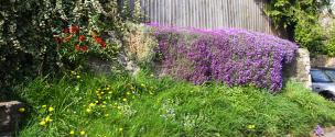 Banner Photo - Holly Tree Lane -  1711712140Spring-35.jpg.jpg