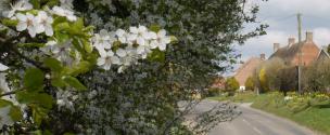 Banner Photo - Dadbrook -  1711712140Spring-9.jpg.jpg