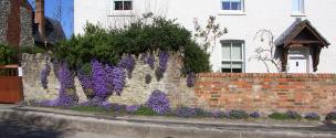 Banner Photo - Aubretia in Spurt Street -  1711712915Spring-30.jpg.jpg