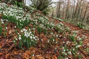Walking and Snowdrops Article Graphic
