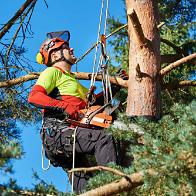 Tree Work on Ridgbarn Bridlepath Article Graphic