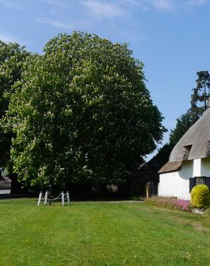 Trees in Cuddington Article Graphic
