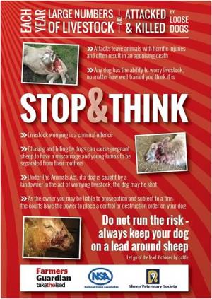 Sheep Worrying Article Graphic