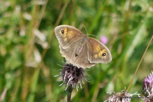 Local Insects – Correction to Village Voice Article Article Graphic
