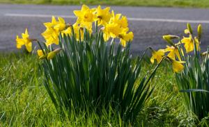 Daffodil Planting – Volunteers Needed Article Graphic