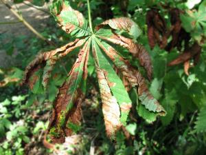 Horse Chestnut Tree Leaf Problem – A Challenge? Article Graphic